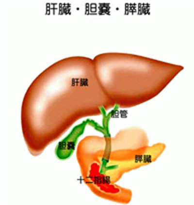 肝臓・胆嚢・膵臓イメージ